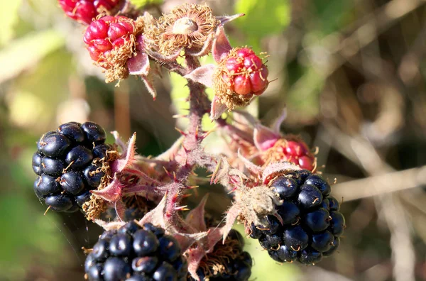 Wild Blackberry Bush Black Red Berries Forest — Stock Photo, Image