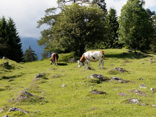Bir inek sürüsü Bavyera 'da bir dağ çayırında otluyor.