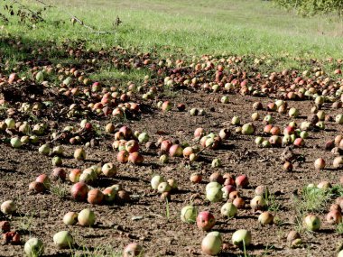 Yere yığılmış elmalarla dolu bir bahçe ve güneş parlıyor..