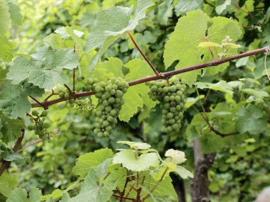 Sarmaşıklı, henüz olgunlaşmamış Bernkastel-Kues, Moselle.
