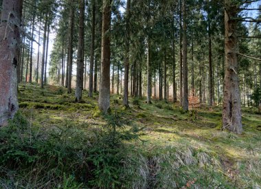 Eifel Milli Parkı Hohes Venn-Eifel Doğa Parkı 'nın içinde yer almaktadır..