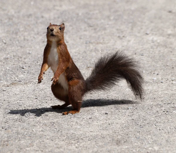 Écureuil Debout Semble Très Surpris Dans Parc Public — Photo