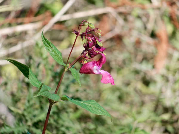 Himalaya Balsam 'ın çiçekleri bir orman yolu boyunca.