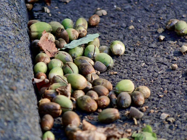 Düşmüş meşe palamutları yol kenarında yatıyor, kısmen açılmış..