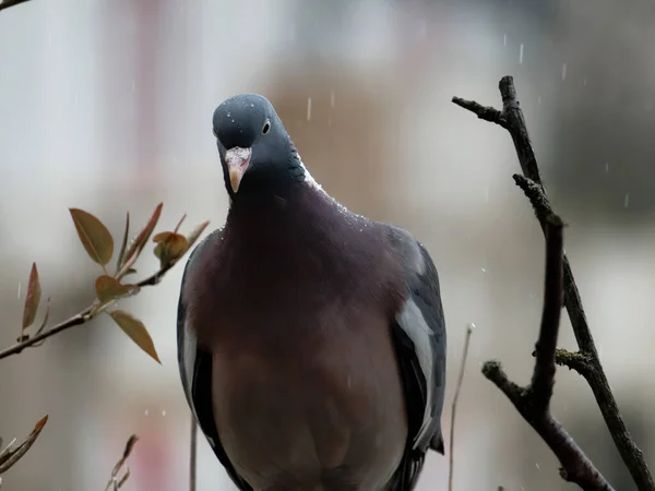 Wood Pigeon Rain Raindrops Plumage Sits Railing — Stock Photo, Image