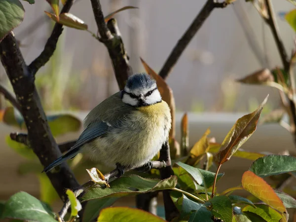 Blue tit sits on a tree branch on the balcony and rests.
