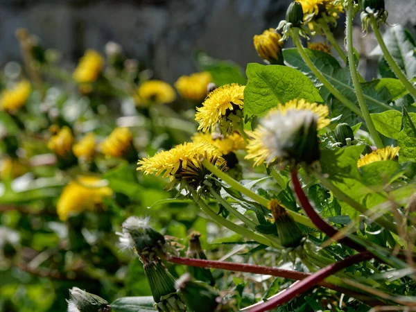 Karahindibalar, Almanya 'nın Altena şehrinde yol kenarında büyüyüp çiçek açarlar.