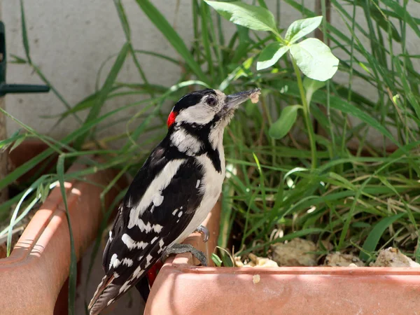 Büyük benekli ağaçkakan, balkonda gagasında yemek var..
