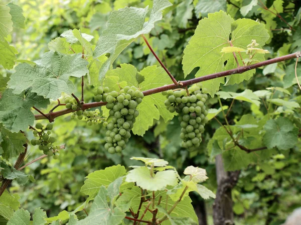 Sarmaşıklı, henüz olgunlaşmamış Bernkastel-Kues, Moselle.