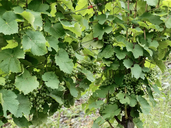 Sarmaşıklı, henüz olgunlaşmamış Bernkastel-Kues, Moselle.