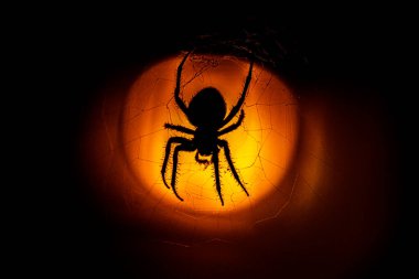 Örümcek ağda, arka planda ışık var.