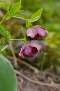 Hellebores Çifte Crown Rose çiçeği. Hellebore melezleri ya da siyah karabatak.