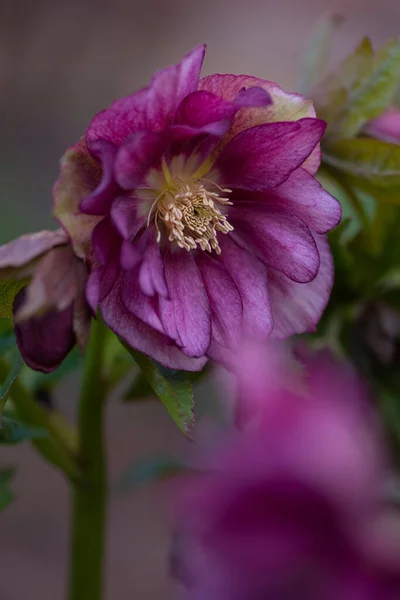 Navidad Rosa Hellebore Flores Primavera Que Posición Semi Sombra — Foto de Stock