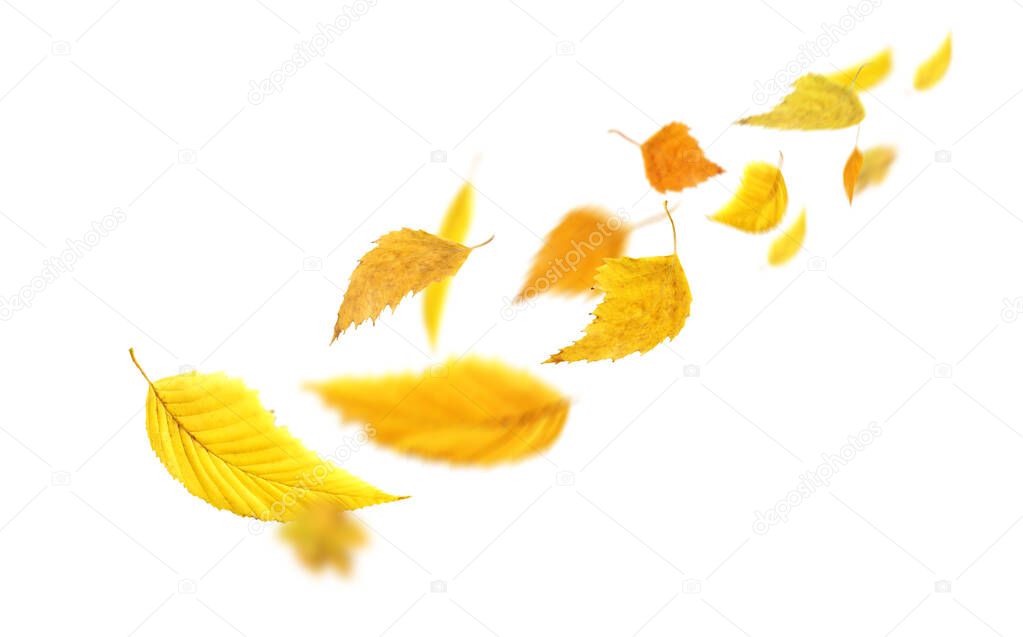 Autumn leaves falling and spinning. Autumn falling leaves isolated on white background. Falling autumn leaves