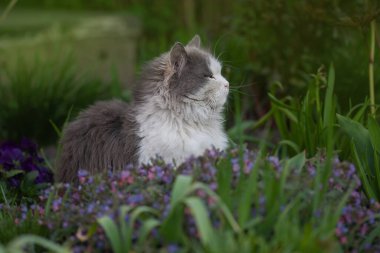  Profilde sevimli bir kedinin portresi. Gri ve beyaz kedi portresi yakın plan. Dışarıda çimlerin üzerinde yürüyen sevimli bir kedi yavrusu. Profilde bir portre. Kedi bakıyor.