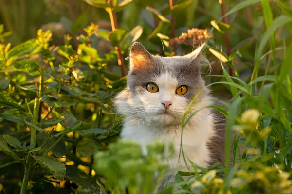 美しい灰色と白の猫は誇りに思っています 猫モデルの肖像画 幸せな若い猫の肖像画 — ストック写真