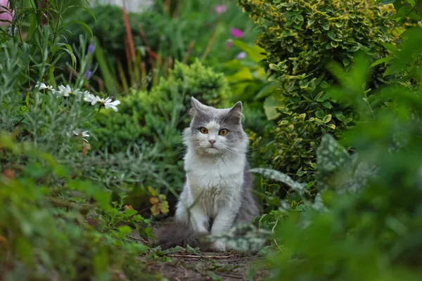 Gato Jardín Colorido Primavera Cat Está Sentado Jardín Lindo Gatito — Foto de Stock