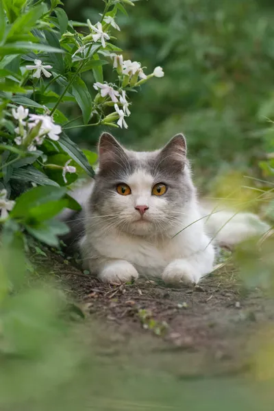 Gatto Piante Gatto Con Coda Soffice Che Gatto Rilassante Giardino — Foto Stock