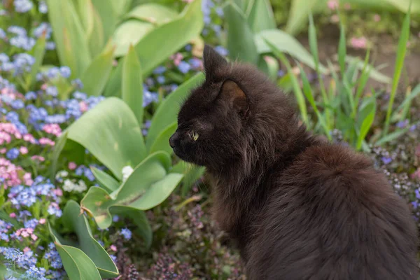 Fekete Macska Séta Háttér Ból Sokszínű Virágok Elég Boldog Macska — Stock Fotó