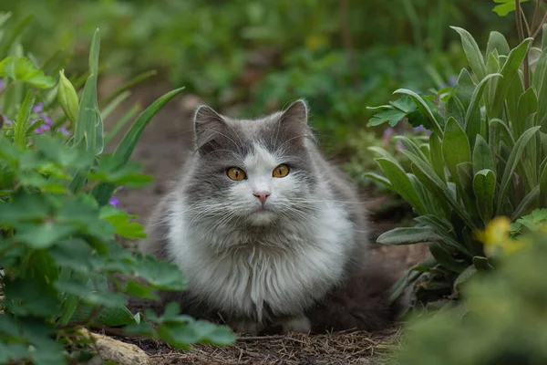 快乐的小猫咪躺在花间 大自然的喜悦 猫躺在鲜花盛开的花园旁边 宠物自由和享受大自然的概念 — 图库照片