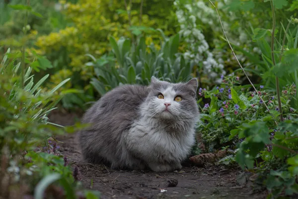 Schöne Katze Und Blühende Pflanzen Garten Katze Einem Blumenfeld Katze — Stockfoto