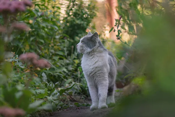 Profilde Sevimli Bir Kedi Portresi Doğadaki Güzel Kedi Portresi Arka — Stok fotoğraf