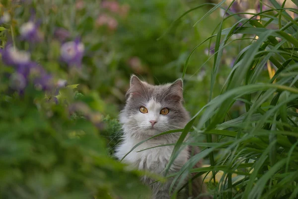 猫は裏庭で休んでいる 庭でかわいい猫が遊んでいます 農場の猫の肖像画 陽気な若い猫の陽の光 — ストック写真