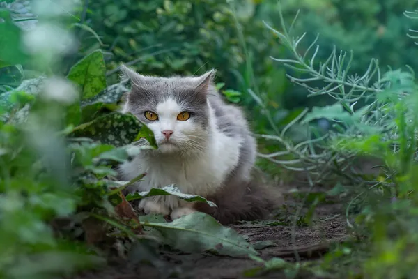 庭で美しい猫と開花植物 庭に子猫 — ストック写真