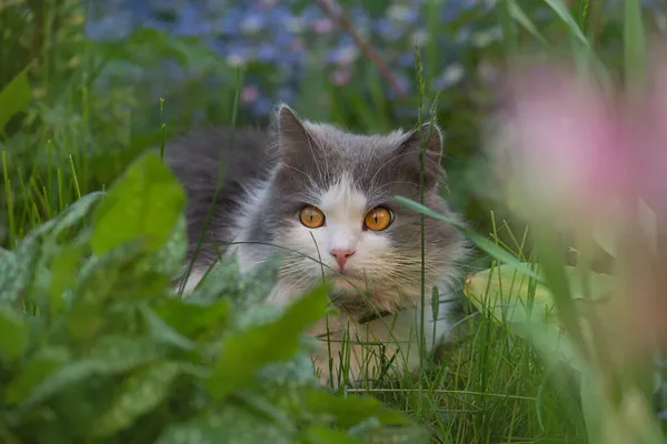 凯蒂在花园里晒太阳 猫在一个五彩缤纷的花园里 美丽的猫 花园里盛开的植物 一片片花中的猫 — 图库照片