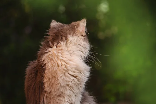 Britse Langharige Kat Tuin Prachtige Tweekleurige Grijze Witte Kat Kitten — Stockfoto