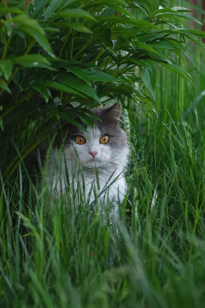 Kitty Hraje Zahradě Sluníčku Kočka Pěšině Šedá Chlupatá Kočka Květinovém — Stock fotografie