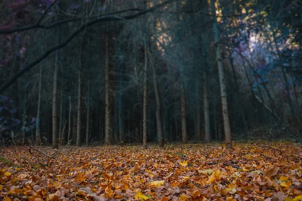 Pittoresca Vista Bellissimi Alberi Incantati Incredibile Paesaggio Fiabesco — Foto Stock