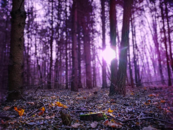 Паранормальный Незнакомый Лес Фоне Ужасов Туманный Пейзаж — стоковое фото