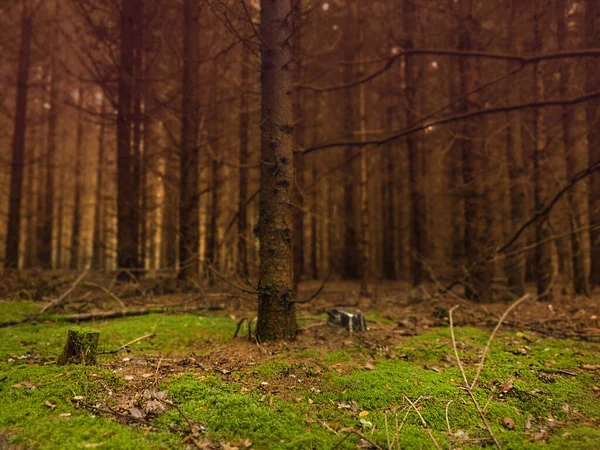 Malerischer Blick Auf Wunderschöne Verzauberte Bäume Erstaunliche Märchenlandschaft — Stockfoto
