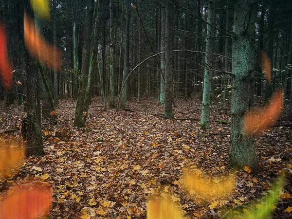 Forêt Sombre Majestueuse Avec Feuillage Tombé Sur Sol Feuilles Arbres — Photo