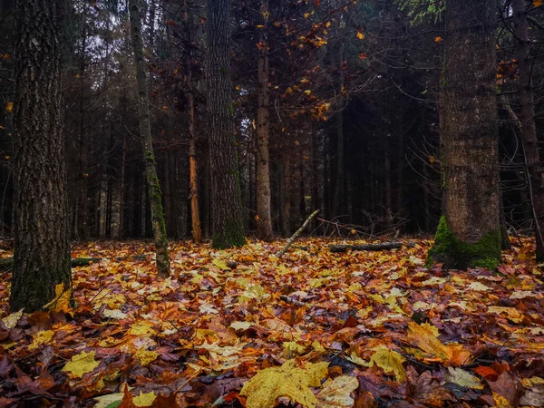 Feuilles Arbres Automne Tombant Sur Magnifique Paysage Automne Coloré Avec — Photo