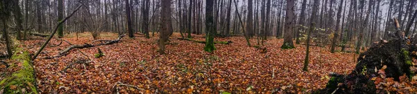 不気味な秋の森の広い水平形式のバナー 霧の中で神秘的な妖精の秋の森とWebヘッダーテンプレート — ストック写真