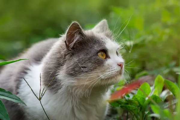 Σπίτι Γάτα Κάθεται Εξωτερικούς Χώρους Πράσινο Γρασίδι Στον Κήπο Γατάκια — Φωτογραφία Αρχείου