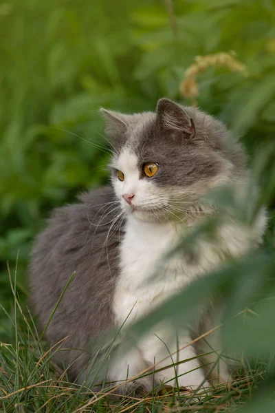 年轻的猫在一个美丽的春天的一天 春夏照片 幼猫在户外的花园里享受春天 感情用事的春猫肖像 — 图库照片