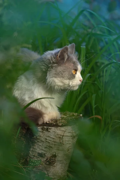 プロフィールにかわいい子猫の肖像画 花畑を背景にした猫の肖像背景には色とりどりの花と緑のボケが描かれている — ストック写真