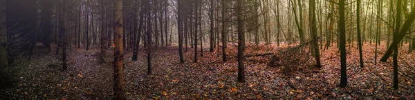 Dziwny Las Jesienny Magiczną Atmosferą Panoramiczny Obraz — Zdjęcie stockowe