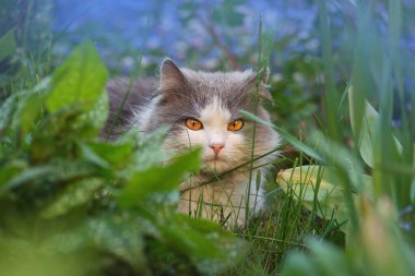 Akşamları yaz bahçesinde kısa saçlı kedi resmi. Güneşli bahçede oturan sevimli bir kedinin portresi
