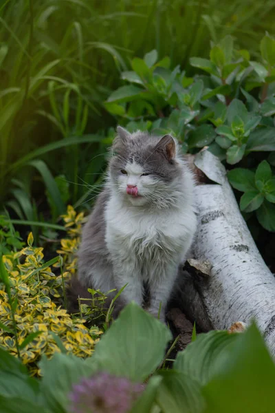 고양이는 카메라를 내보이며 고양이는 정원에 내밀고 — 스톡 사진