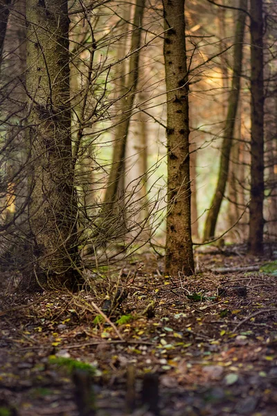 Fondo Nocturno Otoño Extraño Insuperable Otoño Ocultivo Bosques Silvestres —  Fotos de Stock