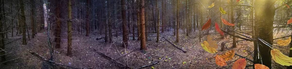 Majestuoso Banner Panorámico Oscuro Denso Bosque Otoñal Extraño Bosque Oscuro —  Fotos de Stock