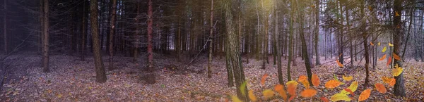 Majestatyczny Ciemnogęsty Jesienny Las Panoramiczny Sztandar Dziwne Mgliste Ciemny Las — Zdjęcie stockowe