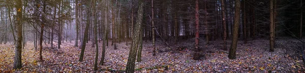 Majestueuse Bannière Panoramique Sombre Dense Forêt Automne Étrange Forêt Sombre — Photo
