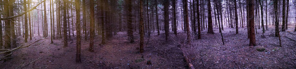 Panoramic photo of strange misty forest in autumn. Wide format of dramatic scene landscape in the autumn forest