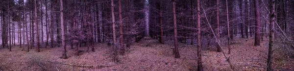 Majestatyczny Ciemnogęsty Jesienny Las Panoramiczny Sztandar Dziwne Mgliste Ciemny Las — Zdjęcie stockowe