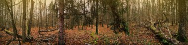  İlahi yoğun karanlık sonbahar ormanının panoramik fotoğrafı. Sonbahar okültürü vahşi orman afişi arka planı